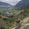 ALTAI 888